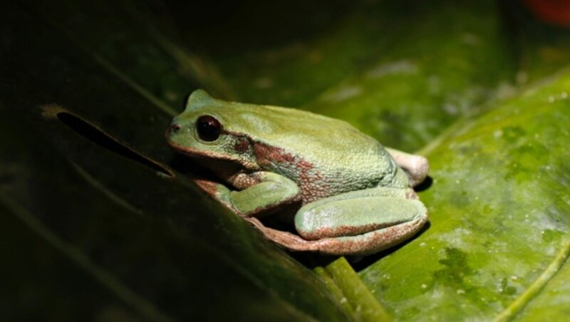 Bei der Schlachtung wird dem lebendigen Frosch der Hinterleib vom übrigen Rumpf abgetrennt. Dabei wird der nicht verwendete Vorderteil des noch lebenden Tieres (Kopf und Rumpf mit Vorderbeinen) verworfen. (Bild: AFP or licensors)