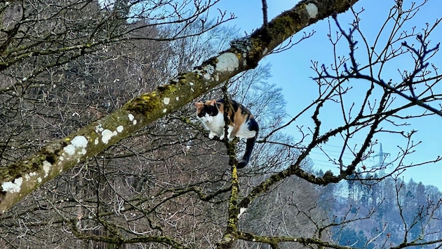 In luftiger Höhe war „Lucy“ gefangen. Der Katze war vermutlich die Rettungsaktion dann nicht ganz geheuer, woraufhin diese selbst den Sprung vom Baum wagte und in weiterer Folge schnurstracks heimwärts lief. (Bild: zoom.tirol)