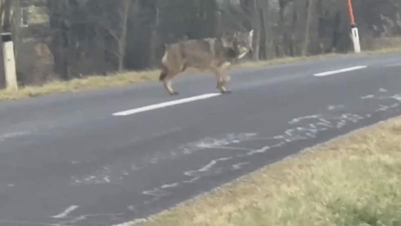 Der junge Wolf überquerte bei Neukirchen eine Straße (Bild: ZVG)