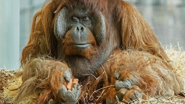 Orang-Utan-Männchen „Vladimir“ im Jahr 2022 (Bild: Daniel Zupanc)