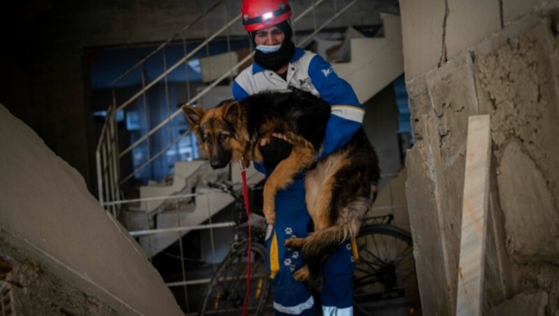 Dieser Hund war sieben Tage lang ein einem Haus eingeschlossen, Tierschützer konnten ihn nun befreien. (Bild: AP)