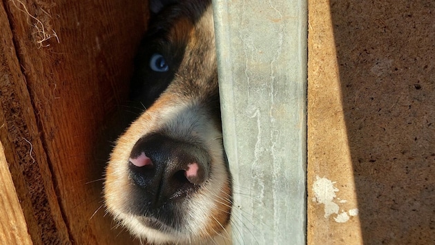 Die Behörden beendeten das Tierdrama. (Bild: Pfotenhilfe)