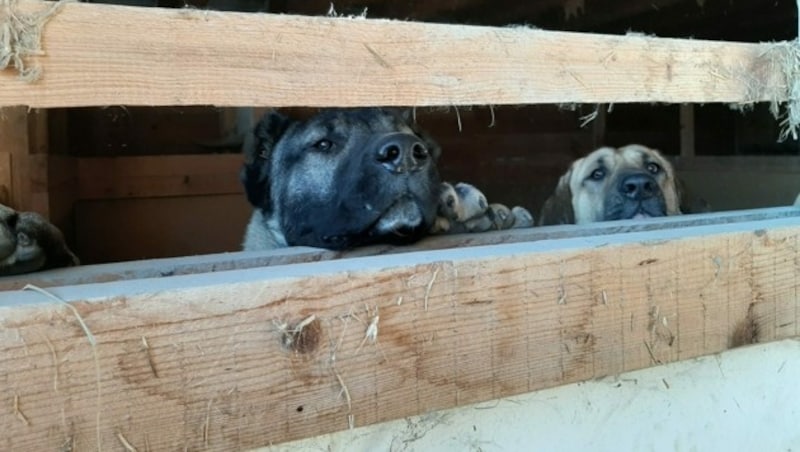 Die Hunde waren wirklich arm (Bild: Pfotenhilfe)