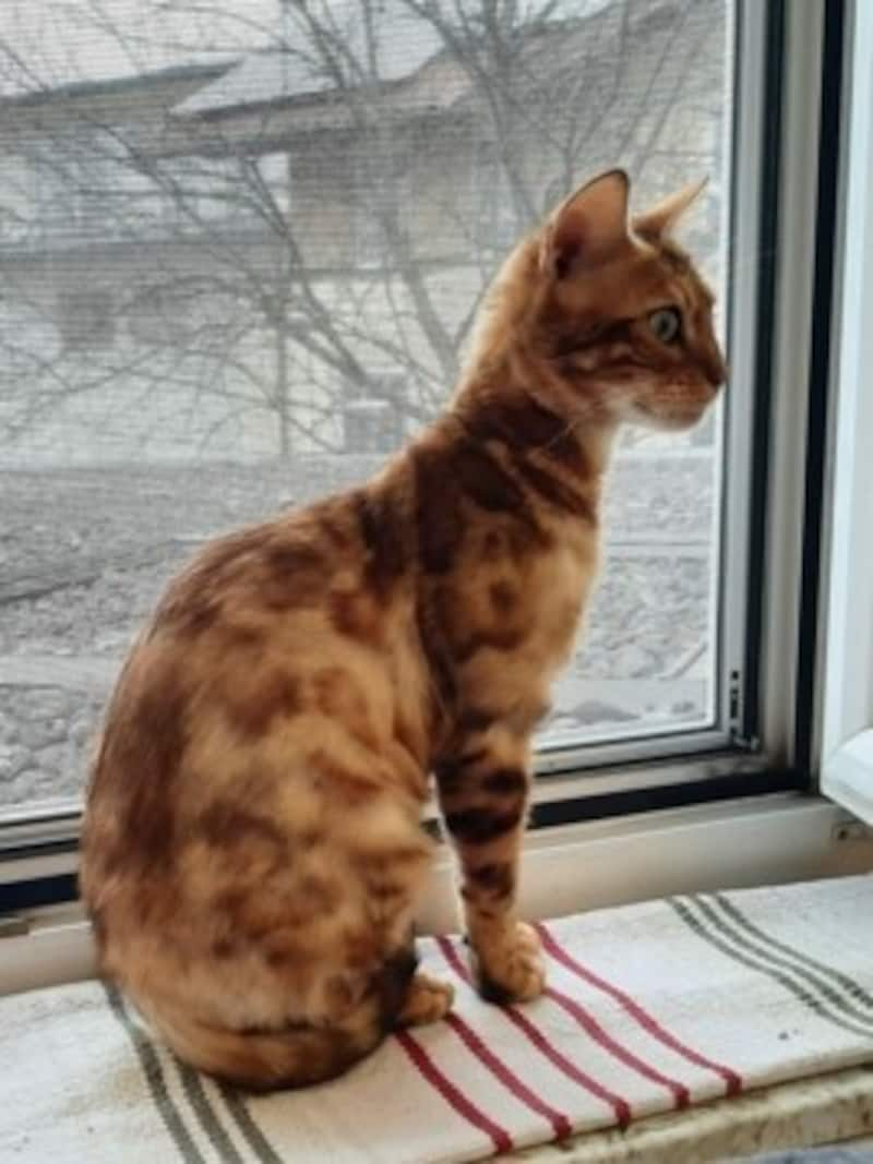 Auch diese Bengalkatze wurde beschlagnahmt (Bild: Pfotenhilfe)