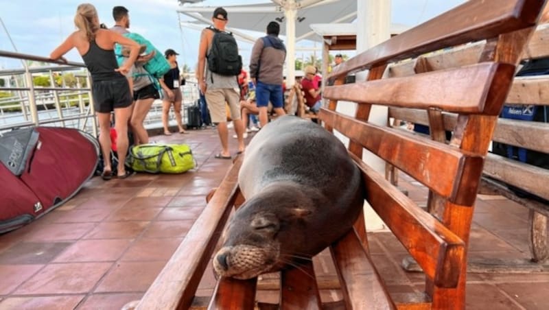 Auf den Galapagos-Inseln sind die Seelöwen überall anzutreffen. Die Meeressäuger lassen sich kaum aus der Ruhe bringen. (Bild: Grammer Karl)