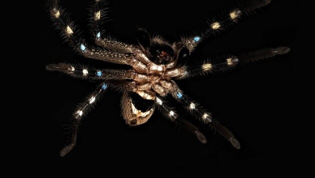 Bei einer Expedition in den Australischen Alpen haben Wissenschaftler drei bisher unbekannte Spinnenarten entdeckt, darunter eine Huntsman-Spinne (Bild), die sich wie ein Krieger tarnt. (Bild: twitter.com/Joseph Schubert)