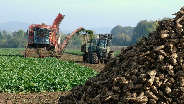 Nach EU-Beschluss: Große Angst vor Ernteeinbußen durch Käferfraß. (Bild: stock.adobe.com)