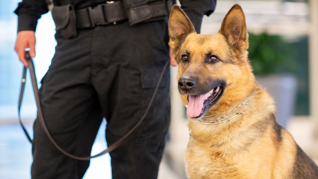 Zu einem tragischen Vorfall kam es bei einer Polizeiübung in Schloß Holte-Stukenbrock - ein Diensthund wurde erschossen (Symbolbild). (Bild: stock.adobe.com)