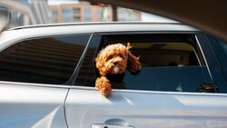 Uber startet in Wien mit einem neuen Produkt: „Uber Pet“ ermöglicht die einfache Mitnahme der geliebten Vierbeiner durch die Stadt. (Bild: Pixabay)