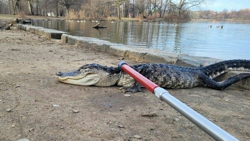 In einem Park in der Millionenstadt New York ist am Montag dieser Alligator (Bild) gefangen worden. (Bild: APA/AFP/NYC Parks)