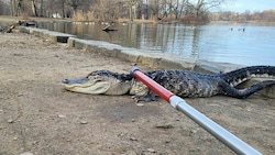 In einem Park in der Millionenstadt New York ist am Montag dieser Alligator (Bild) gefangen worden. (Bild: APA/AFP/NYC Parks)