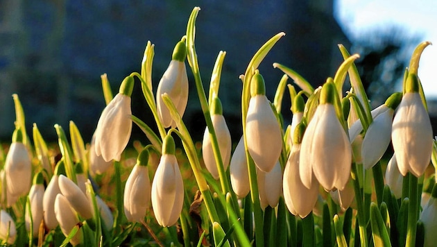 Wir sind heuer bereits im Februar im Frühling. (Bild: Geoffrey Swaine/Viennareport)