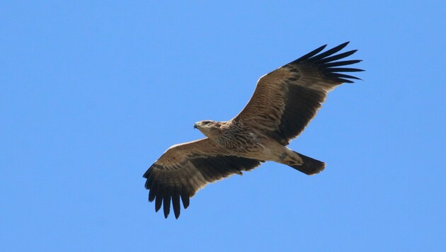 Sein Zustand ist nach erfolgter Operation wieder stabil. (Bild: ms/ Birdlife Österreich)