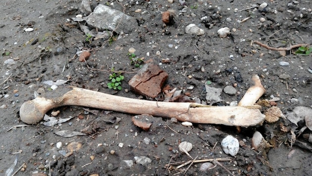 Immer wieder werden Knochen bei Bauarbeiten gefunden (Symbolbild). (Bild: Polícia SR - Bratislavský kraj)