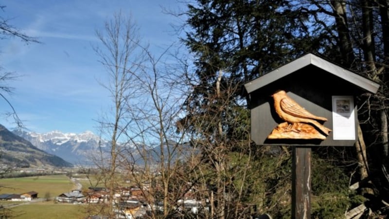 Die Wanderung folgt einem interessanten Vogellehrpfad. (Bild: Peter Freiberger)