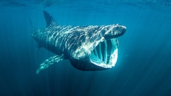 Ein Riesenhai vor Schottland (Archivbild) (Bild: prochym - stock.adobe.com)