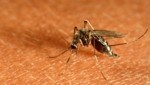 El mosquito común o como se le llama en alto alemán austriaco: el gelse.  (Imagen: Karl Gottfried Vock/OKAPIA)