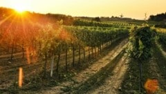 Mit mehr als 7000 Hektar ist das Weinviertel das größte Veltliner-Anbaugebiet der Welt. (Bild: Robert Herbst)