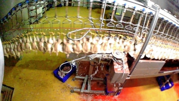 Zugespielte Bilder aus Schlachthöfen decken Tierleid am laufenden Band auf! Über Hundert Millionen Tiere werden jedes Jahr in Österreich geschlachtet. (Bild: zVg)