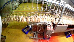 Zugespielte Bilder aus Schlachthöfen decken Tierleid am laufenden Band auf! Über Hundert Millionen Tiere werden jedes Jahr in Österreich geschlachtet. (Bild: zVg)