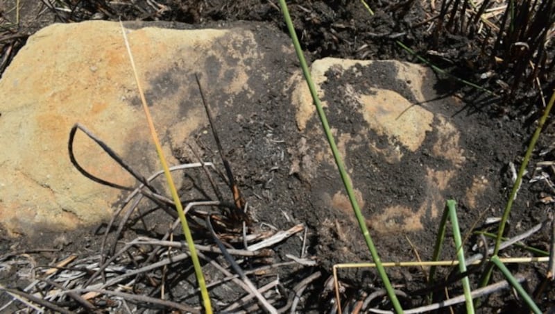 Im Krater des Vulkans Rano Raraku auf der Osterinsel im Pazifik haben Forscher eine Steinstatue (Bild) entdeckt. (Bild: AFP/Ma‘u Henua Indigenous Community )