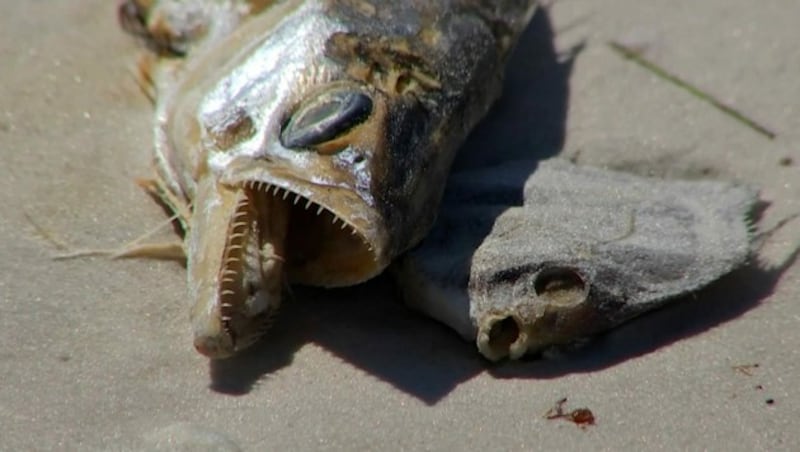 Die Strände im Südwesten Floridas sind derzeit übersät mit unzähligen toten Fischen. (Bild: kameraOne (Screenshot))