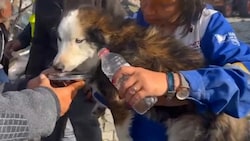 In der Türkei haben Rettungskräfte 23 Tage nach dem schweren Erdbeben einen Hund lebend aus den Trümmern geborgen. Der glückliche „Aleks“ wurde Tierschützern übergeben. (Bild: AFP)