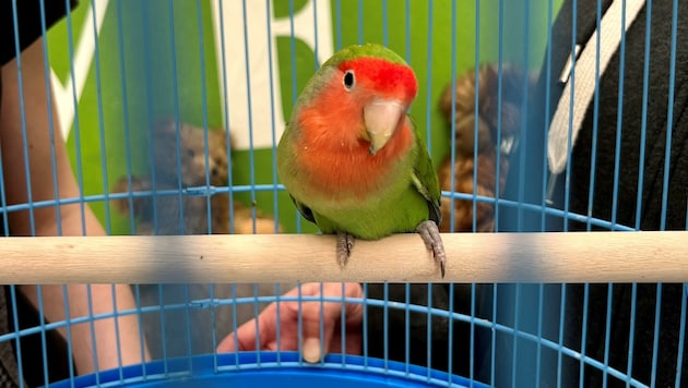 Versorgt wird der Vogel bei der ARGE Papageienschutz. (Bild: Tierheim Krems)