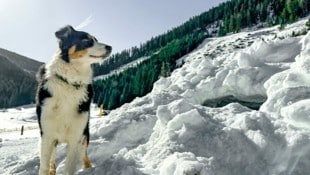 32 perros de búsqueda y avalanchas están actualmente en acción en el rescate de montaña en Carintia.  (Imagen: Wallner Hannes)