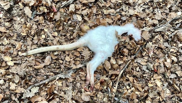 Das traurige Ende eines Wallaby im Südburgenland: Jetzt wird der Trophäenjäger gejagt. (Bild: Schulter Christian)