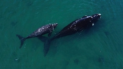 Wale im Südatlantik (Bild: APA/AFP/Luis ROBAYO)