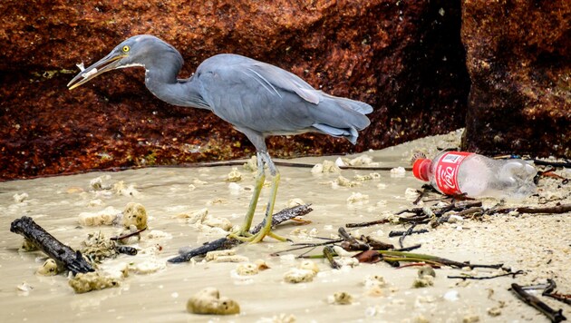 Seevögel suchen im mit Plastik verseuchten Meer nach Nahrung - mit grausamen Folgen. (Bild: APA/AFP/Mladen ANTONOV)