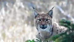 Dieses Luchsweibchen wurde im Gailtal fotografiert (Bild: Hannes Wallner)