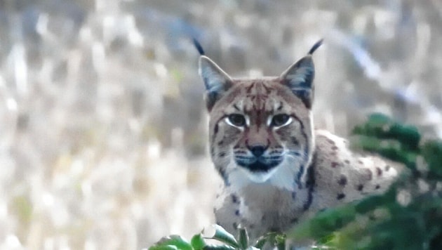 Dieses Luchsweibchen wurde im Gailtal fotografiert (Bild: Hannes Wallner)