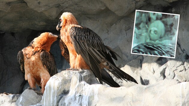 „Romeo und Julia“ sorgten für den Nachwuchs. (Bild: Alpenzoo)