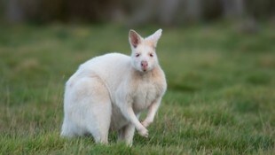 El canguro albino 