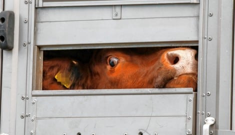 1,6 Milliarden Tiere werden jedes Jahr durch die EU gekarrt. Nun soll das Leid ein wenig gelindert werden.   (Bild: Markus Tschepp, Krone KREATIV)