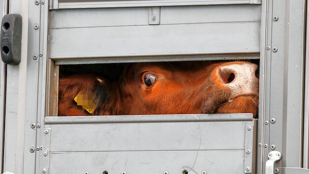 1,6 Milliarden Tiere werden jedes Jahr durch die EU gekarrt. (Bild: Markus Tschepp, Krone KREATIV)