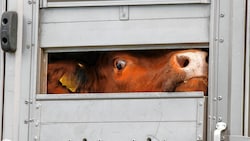 1,6 Milliarden Tiere werden jedes Jahr durch die EU gekarrt. Nun soll das Leid ein wenig gelindert werden.   (Bild: Markus Tschepp, Krone KREATIV)