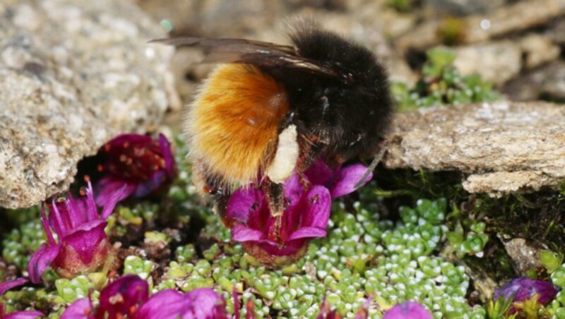 Alpenhummel (Bild: APA/HEINZ WIESBAUER)