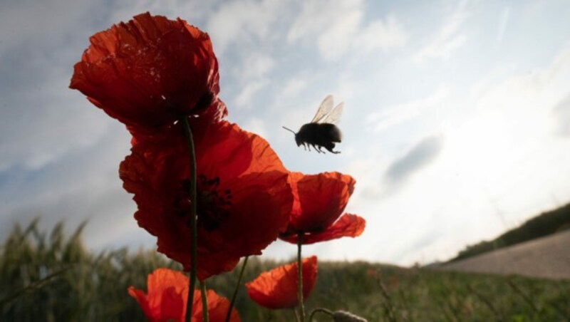 Hummel (Bild: APA/dpa/Sebastian Gollnow)