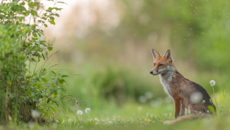 Naturfotograf Leopold Kanzler dokumentiert das Leben der Wildtiere in der Stadt. (Bild: Leopold Kanzler)