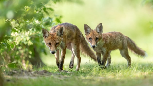 Sick foxes are not uncommon in Carinthia. Hunters are advised to keep their distance from these animals. (Bild: Leopold Kanzler)