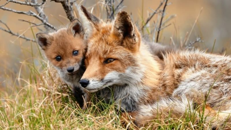 Die schlauen Füchse streunen auch in Schönbrunn umher (Bild: stock.adobe.com)