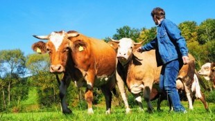 La proporción orgánica es más alta en Estiria entre los pastizales y los ganaderos.  Muchos están luchando con requisitos cada vez más estrictos.  (Imagen: Gabriele Moser)