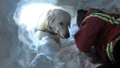 Auch Lawinensuchhunde, am Foto ein Vierbeiner bei einer Übung, wurden nach dem Lawinenabgang in Osttirol eingesetzt. (Bild: Österreichische Rettungshundebrigade)