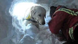 Auch Lawinensuchhunde, am Foto ein Vierbeiner bei einer Übung, wurden nach dem Lawinenabgang in Osttirol eingesetzt. (Bild: Österreichische Rettungshundebrigade)