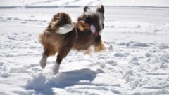 Auch ein Lawinensuchhund war im Einsatz (Symbolbild). (Bild: Österreichische Rettungshundebrigade)