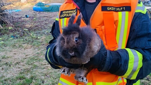Die Feuerwehr Leopoldsdorf konnte zwei Kaninchen aus dem stark verrauchten Bereich des Hauses retten. (Bild: FF Leopoldsdorf)