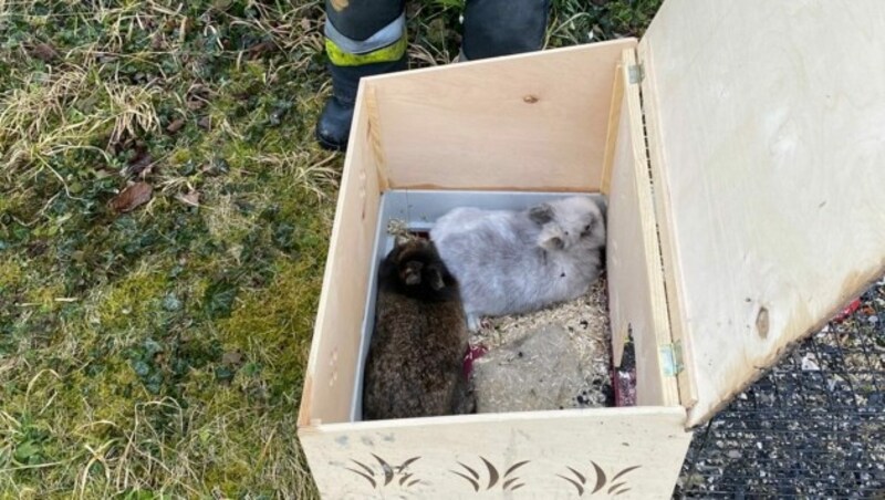 Die Kaninchen wurden vom Roten Kreuz versorgt (Bild: FF Leopoldsdorf)